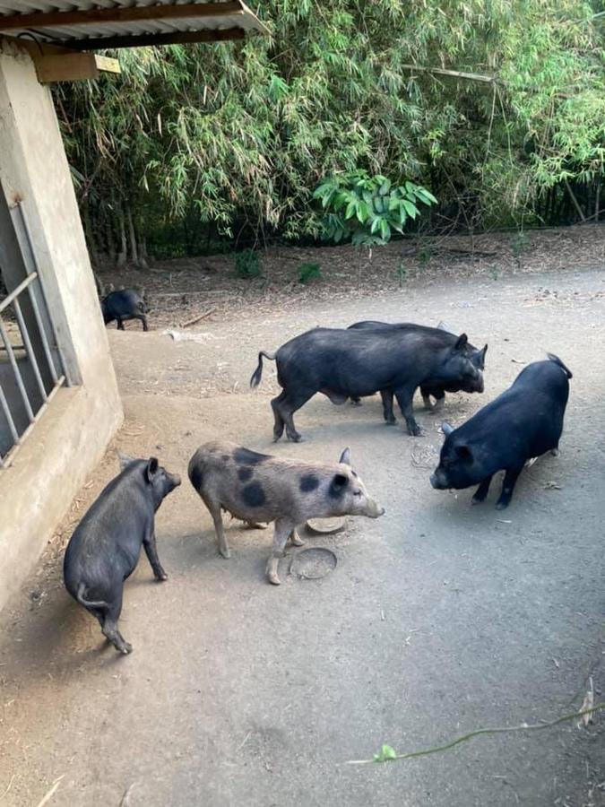 Ataalaya Farmhouse Batangas Luaran gambar
