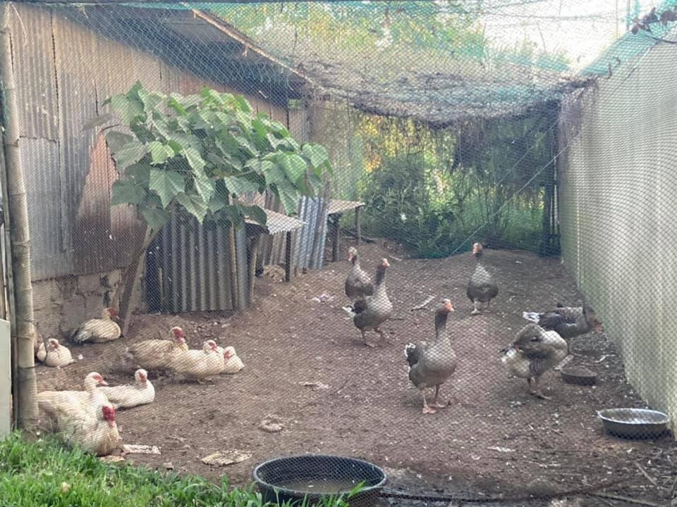 Ataalaya Farmhouse Batangas Luaran gambar